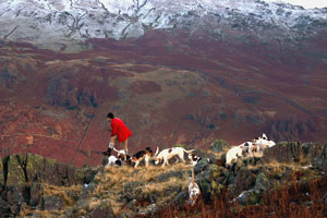 Hunting on the high fells